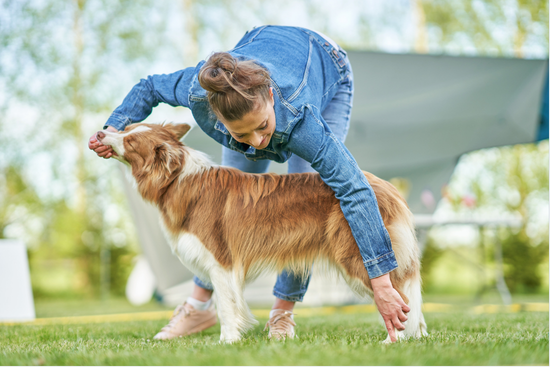Dog Joint Health: Early Signs, Causes, and When to Start Support