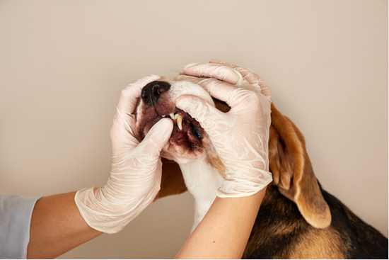 Periodontal Disease in Dogs: Signs, Stages, and Early Warning Checks