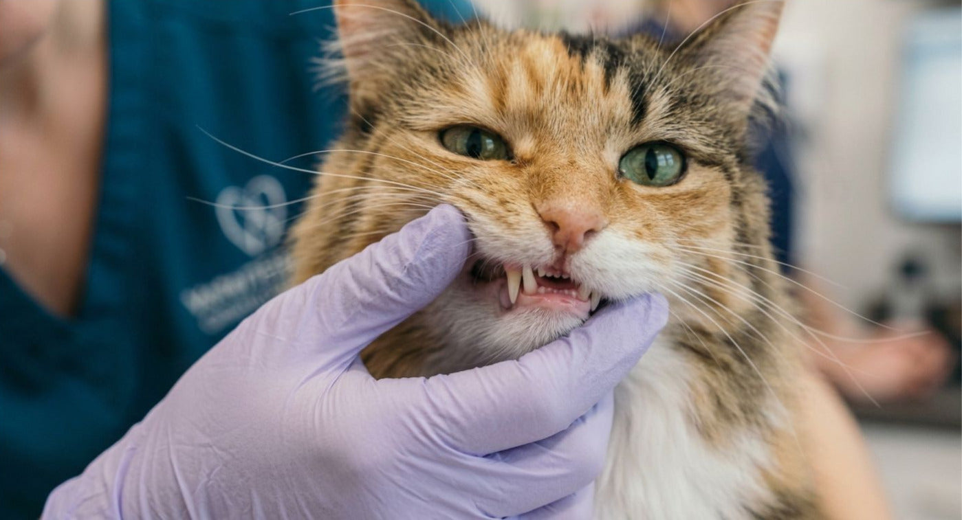 Signs of Dental Disease in Cats a Cat Parent Shouldn't Ignore